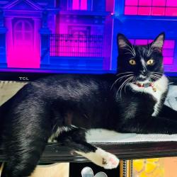 Reunited Male Cat last seen Camelot s , Tuckahoe, VA 23229