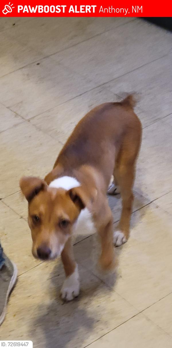 Lost Female Dog last seen Round-about intersection by utility company and Anthony Drive, Anthony, NM 88021