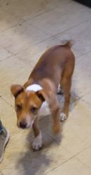 Lost Female Dog last seen Round-about intersection by utility company and Anthony Drive, Anthony, NM 88021