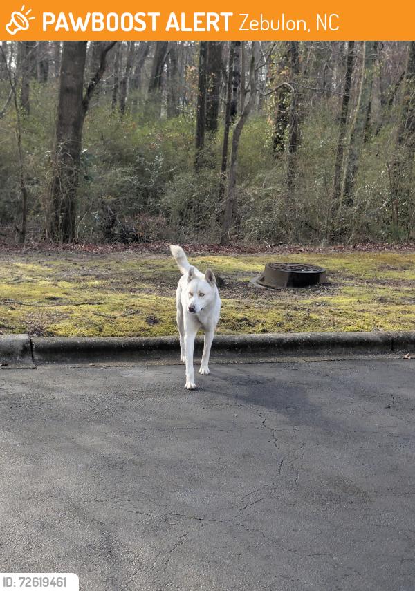 Found/Stray Unknown Dog last seen near Arendell Ave & E Barbee St, Zebulon, NC 27597