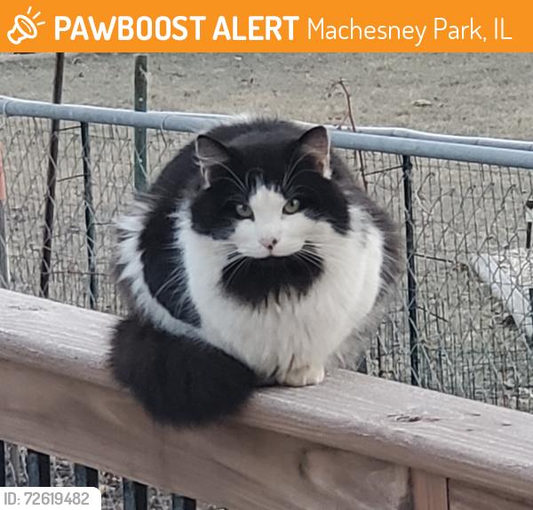 Found/Stray Unknown Cat last seen North Park/Waterview, Machesney Park, IL 61111