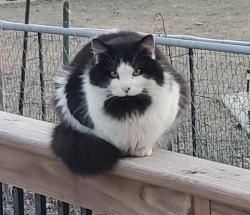 Found/Stray Unknown Cat last seen North Park/Waterview, Machesney Park, IL 61111