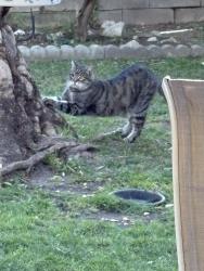 Found/Stray Female Cat last seen Valinda Avenue & La Vine, Rancho Cucamonga, CA 91701