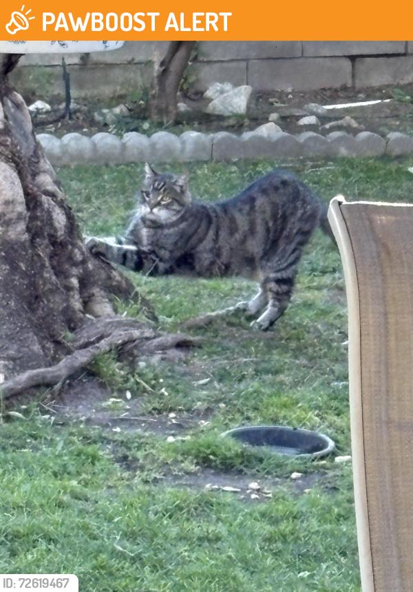 Found/Stray Female Cat last seen Valinda Avenue & La Vine, Rancho Cucamonga, CA 91701