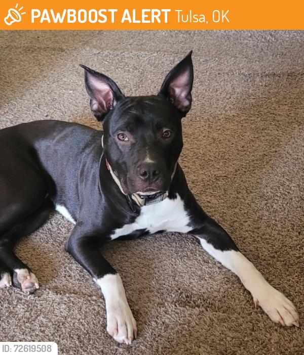 Found/Stray Male Dog last seen 51st & Yale, Brighton Apts, Tulsa, OK 74135