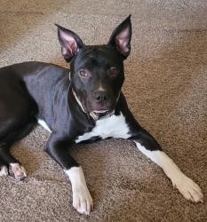 Found/Stray Male Dog last seen 51st & Yale, Brighton Apts, Tulsa, OK 74135