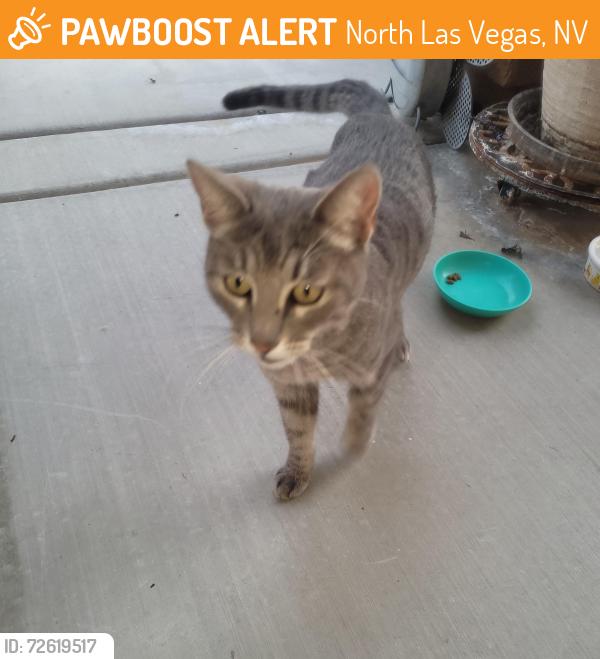 Found/Stray Unknown Cat last seen Deer springs , North Las Vegas, NV 89084