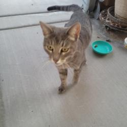 Found/Stray Unknown Cat last seen Deer springs , North Las Vegas, NV 89084