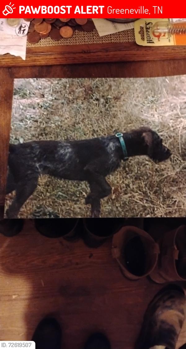 Lost Female Dog last seen Round Knob Rd , Greeneville, TN 37743