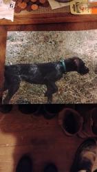 Lost Female Dog last seen Round Knob Rd , Greeneville, TN 37743