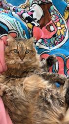 Lost Female Cat last seen Coronado ranch off twin oaks valley rd, San Marcos, CA 92078