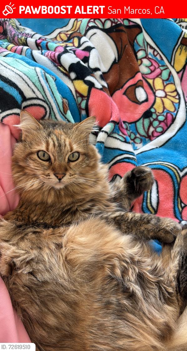 Lost Female Cat last seen Coronado ranch off twin oaks valley rd, San Marcos, CA 92078