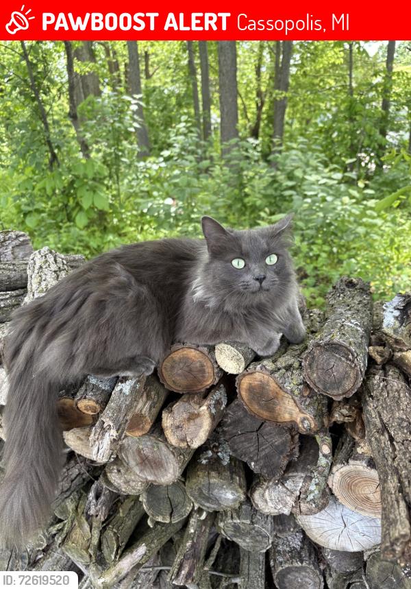 Lost Female Cat last seen Decatur Road Cassopolis Michigan, Cassopolis, MI 49031