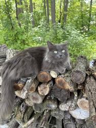 Lost Female Cat last seen Decatur Road Cassopolis Michigan, Cassopolis, MI 49031