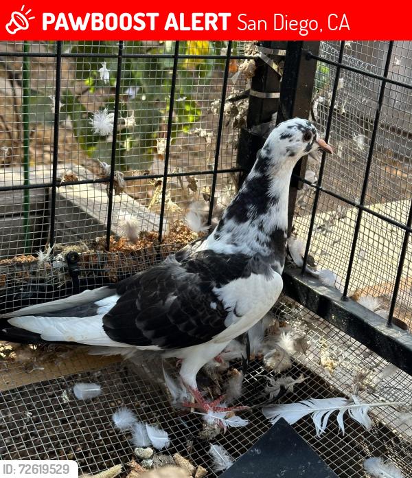 Lost Unknown Bird last seen Redwood, San Diego, CA 92104