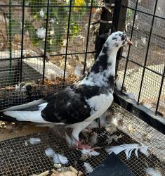 Lost Unknown Bird last seen Redwood, San Diego, CA 92104