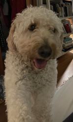Lost Female Dog last seen Monror, Spokane, WA 99205