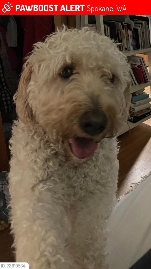 Lost Female Dog last seen Monror, Spokane, WA 99205