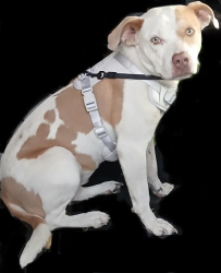 Found/Stray Female Dog last seen Marbach and cable ranch rd, San Antonio, TX 78245
