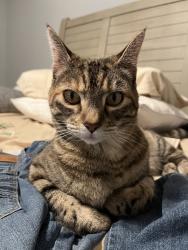 Lost Female Cat last seen Maple grove, Boise, ID 83709