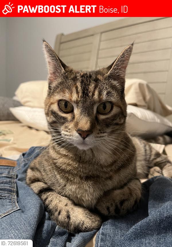 Lost Female Cat last seen Maple grove, Boise, ID 83709