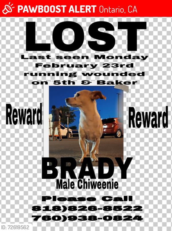 Lost Male Dog last seen Baker & 5th, Ontario, CA 91764