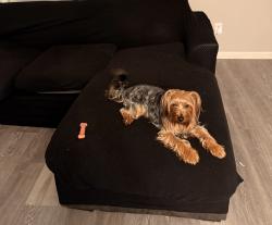 Lost Male Dog last seen Barwell rd Raleigh, NC 27610, Raleigh, NC 27610
