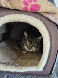 Found/Stray Unknown Cat last seen Finnefrock Rd, Massillon, OH 44647