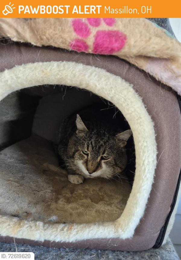 Found/Stray Unknown Cat last seen Finnefrock Rd, Massillon, OH 44647
