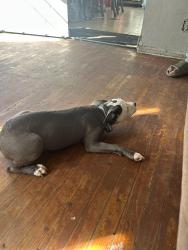 Lost Female Dog last seen Rockside rd, Garfield Heights, OH 44125