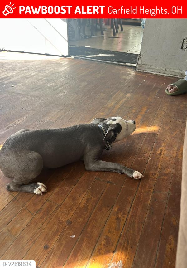 Lost Female Dog last seen Rockside rd, Garfield Heights, OH 44125