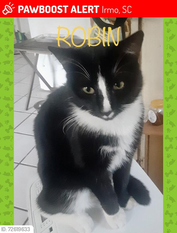 Lost Male Cat last seen Hope Lutheran Church and Hollingshed Rd , Irmo, SC 29063