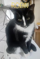 Lost Male Cat last seen Hope Lutheran Church and Hollingshed Rd , Irmo, SC 29063