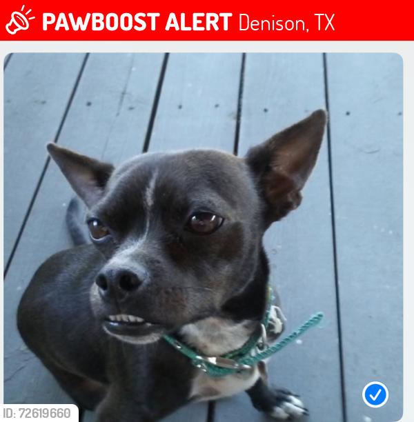Lost Male Dog last seen Hyde Park apmts off of Loy Lake, Denison, TX 75020