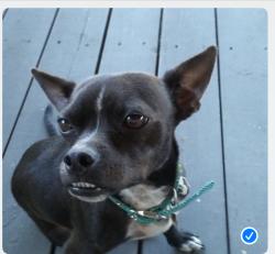 Lost Male Dog last seen Hyde Park apmts off of Loy Lake, Denison, TX 75020