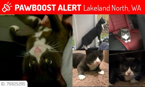 Lost Male Cat last seen 288th and 51st, Lakeland North, WA 98001