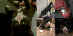 Lost Male Cat last seen 288th and 51st, Lakeland North, WA 98001