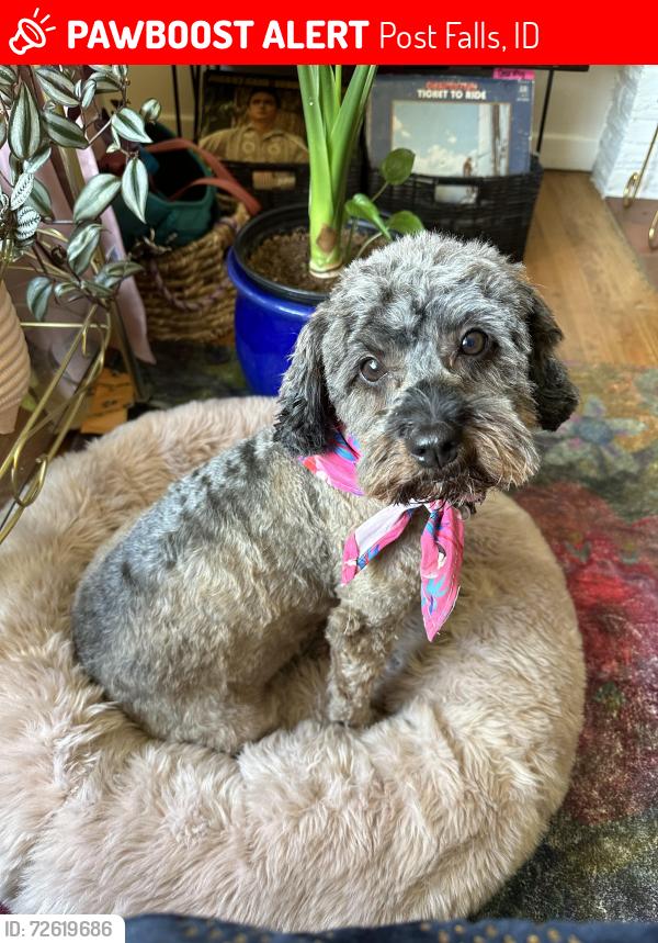 Lost Female Dog last seen Corner of Gumwood and Olivewood in Woodbridge South Neighborhood, Post Falls, ID 83854