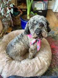 Lost Female Dog last seen Corner of Gumwood and Olivewood in Woodbridge South Neighborhood , Post Falls, ID 83854