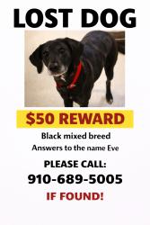 Lost Female Dog last seen Rhine rd, Fort Bragg, NC 28307