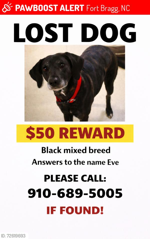Lost Female Dog last seen Rhine rd, Fort Bragg, NC 28307
