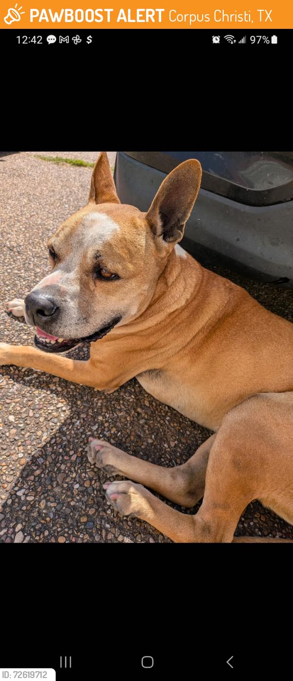 Found/Stray Male Dog last seen weber and yourktown, Corpus Christi, TX 78413