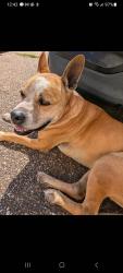 Found/Stray Male Dog last seen weber and yourktown, Corpus Christi, TX 78413