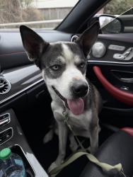 Lost Female Dog last seen Walmart , Houston, TX 77055