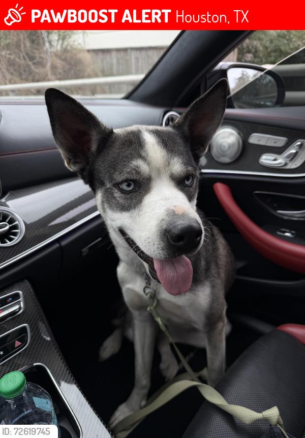 Lost Female Dog last seen Walmart , Houston, TX 77055