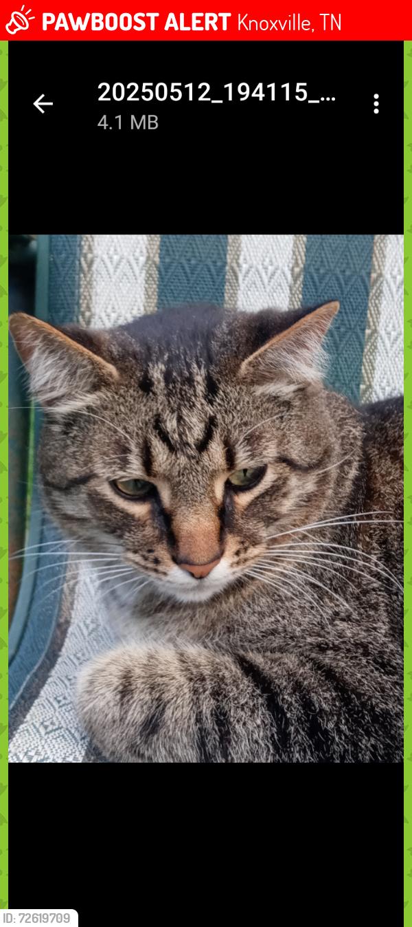 Lost Male Cat last seen Duncan Rd, Northshore Dr, Lyons Bend Rd, Westminster Ridge, Knoxville, TN 37919