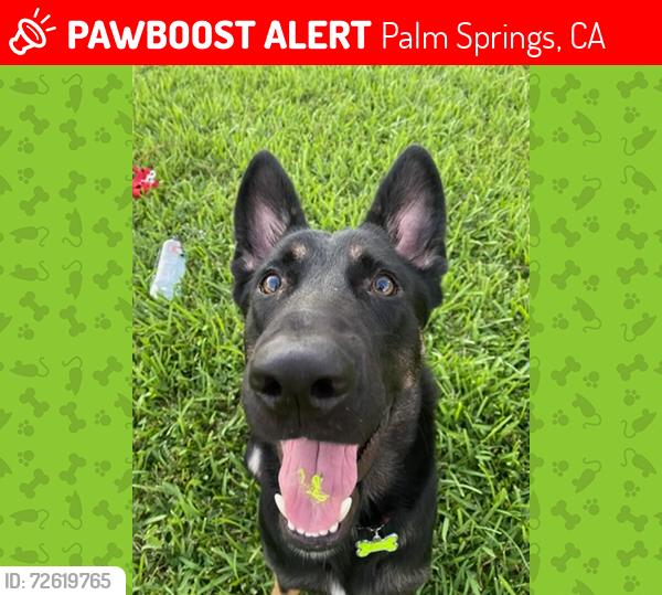 Lost Male Dog last seen Palm Canyon Mobile Club, Palm Springs, CA 92264