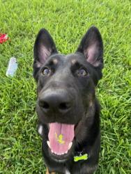 Lost Male Dog last seen Palm Canyon Mobile Club, Palm Springs, CA 92264