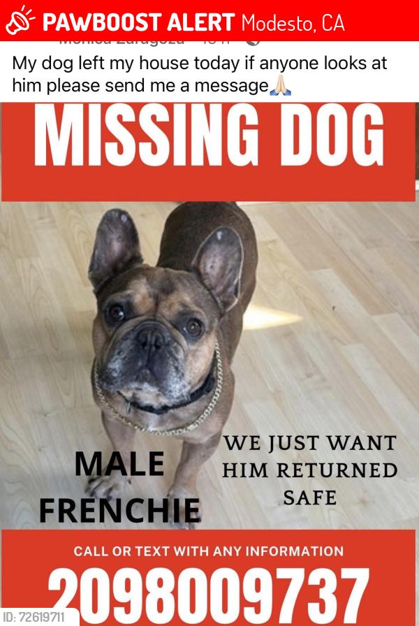 Lost Male Dog last seen Scarborough court and strathmore dr and wylie dr and rose park modesto, Modesto, CA 95355