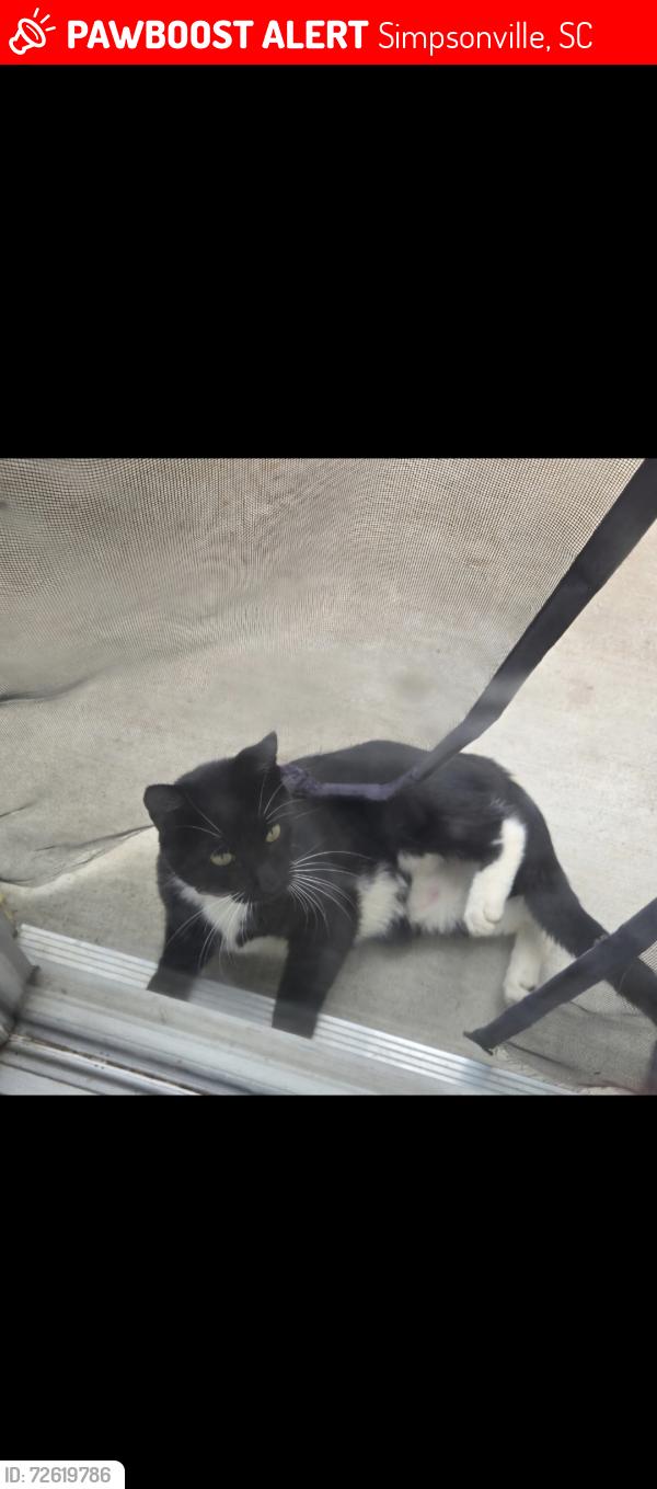 Lost Female Cat last seen Renwood road, Simpsonville, SC 29681